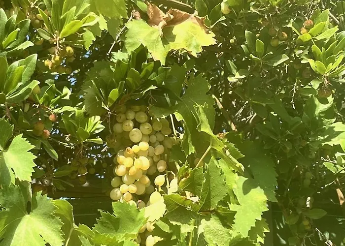 别墅 Fiori Vecchio Avec Piscine Privee 维琪奥港